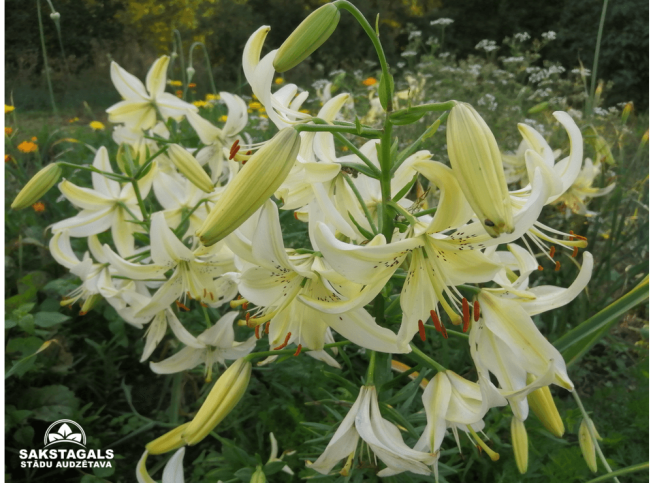 Lilium   'Sweet Surrender'